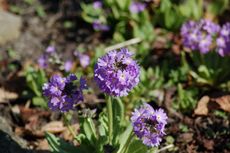 Primel-Kugelprimel 01.JPG